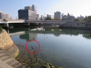 相生橋